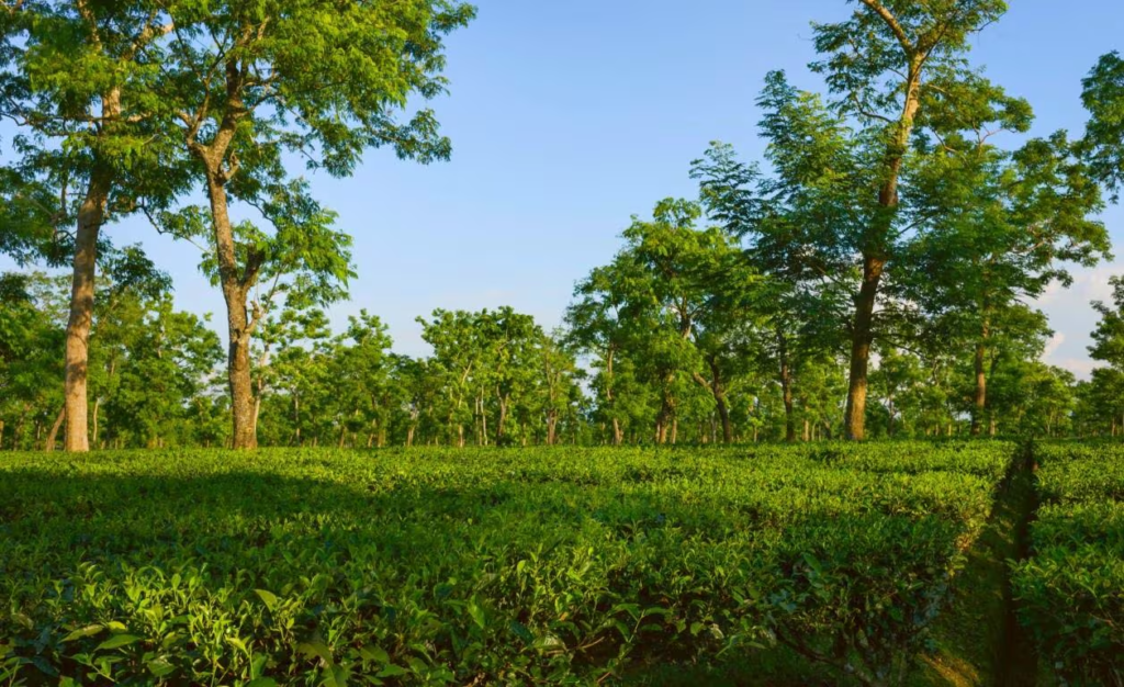 Why This Small Indian City Is Suddenly Everywhere — Jorhat Travel Guide